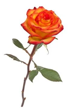 Lonely rose Stock Photos