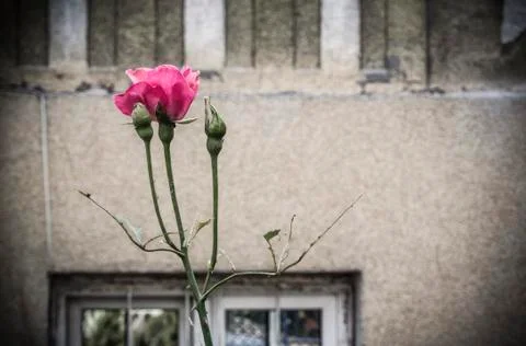 A Lonely Rose Stock Photos