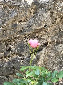 Lonely rose Stock Photos