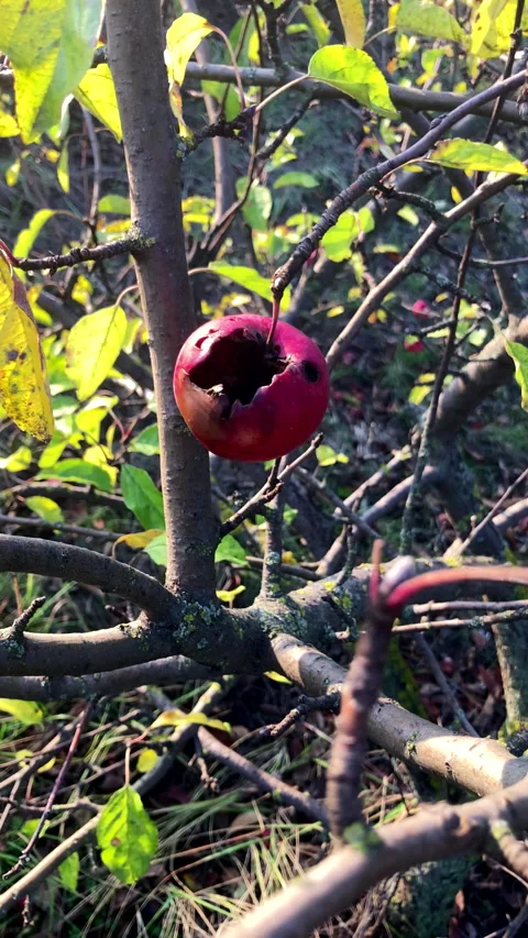 A lonely rotten apple on a tree branch Stock-Footage 330742823