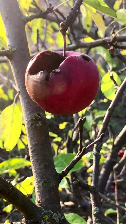 A lonely rotten apple on a tree branch Vidéo 330742835