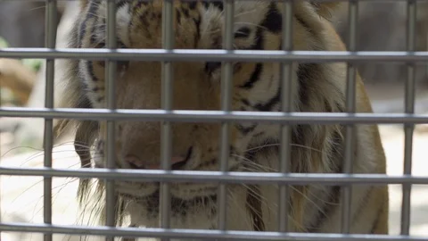 Lonely sad white tiger no freedom in the cage. Concept of animals in the zoo. Stock Footage 113448349
