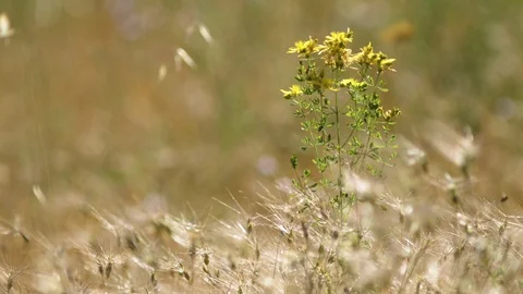 A lonely saint john's wort on a nice meadow with wheat (3) Video stock 129443095