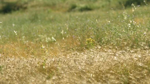 A lonely saint john's wort on a nice meadow with wheat Video stock 129443100