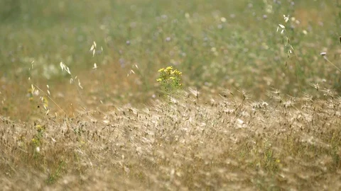 A lonely saint john's wort on a nice meadow with wheat (2) Video stock 129443119