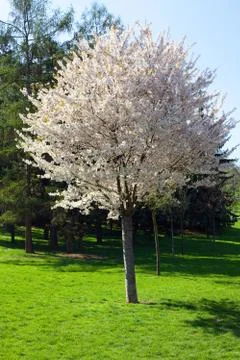 Lonely sakura Stock Photos