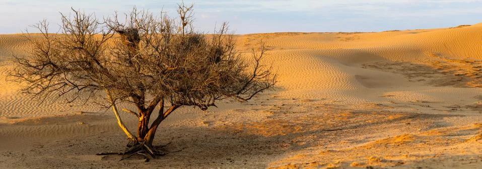 Lonely sandy desert tree. Old oasis 스톡 사진