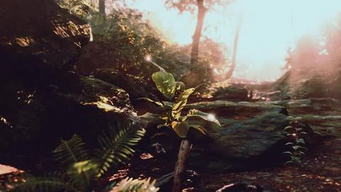 Lonely Sapling in Sunlit Tropical Forest Stock Illustration