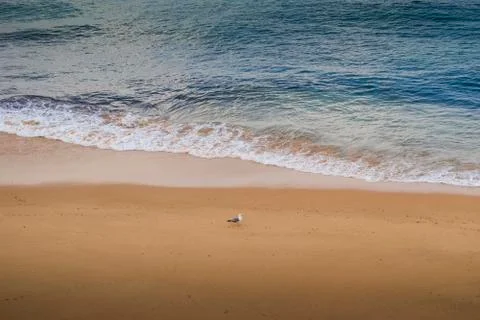 Lonely seagull in empty beach Stock Photos