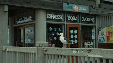 Lonely seagull. Empty Pier. Empty city during coronavirus quarantine. Full color Stock Footage 127123642