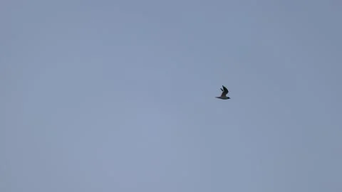 Lonely seagull flies against the cloudy sky, 4K slomo Stock Footage 175965413
