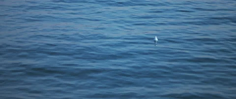 Lonely seagull floating in the blue ocean water, slow motion. Stock Footage 147569526