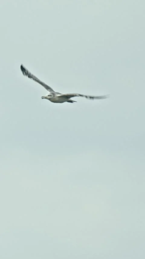 A lonely seagull flying in the cloudy sky Stock Footage 330557051