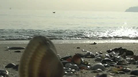 Lonely Seagull 動画素材 12763096