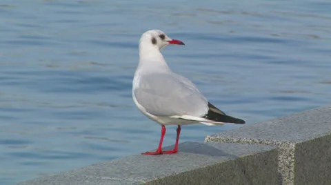 Lonely seagull Stock Footage 27079889