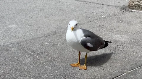 A lonely seagull in the ground Stock Footage 311661917