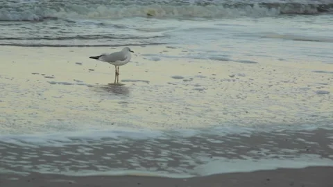 Lonely Seagull at the Ocean front HD 스톡 동영상 141429207