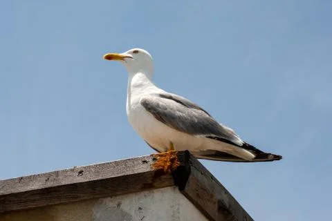 Lonely seagull Stock Photos