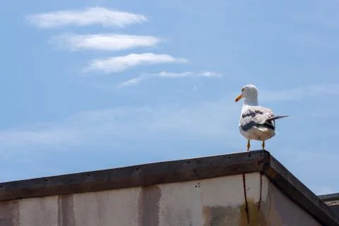 Lonely seagull Stock Photos