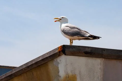 Lonely seagull Stock Photos