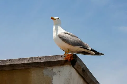 Lonely seagull Stock Photos