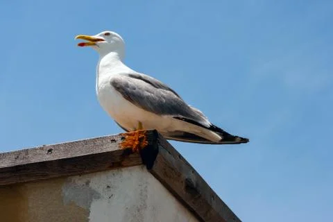 Lonely seagull Stock Photos