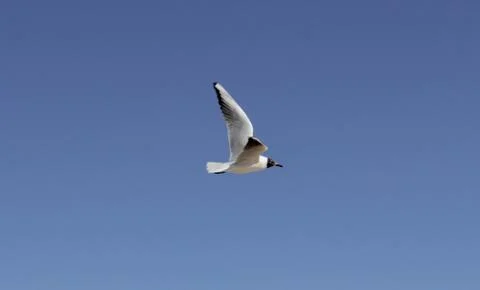 Lonely seagull Stock Photos