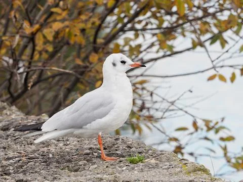 Lonely Seagull Stock Photos