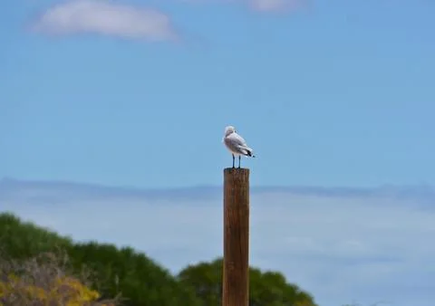 Lonely Seagull Stock Photos
