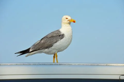 A lonely seagull Stock Photos