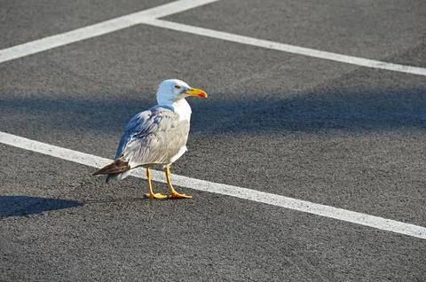 A lonely seagull Foto stock