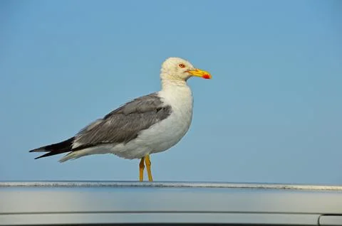 A lonely seagull Stock Photos