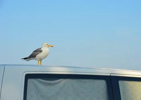 A lonely seagull Stock Photos