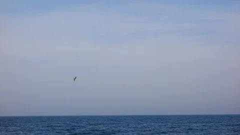 Lonely seagull soaring in the sky, over the sea. Video stock 104674961