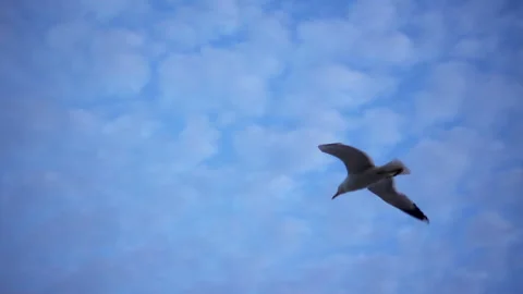 Lonely seagull soars in slow motion in a cloudy blue sky. Stock Footage 116339868