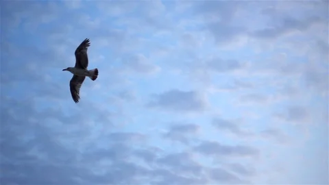 Lonely seagull soars in slow motion in a cloudy blue sky. Stock Footage 118499866