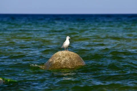 Lonely seagull on the stone Stock Photos