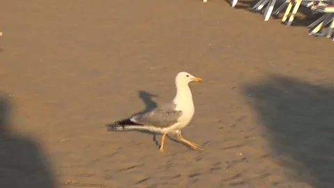 Lonely seagull walking on the beach Stock Footage 314017652