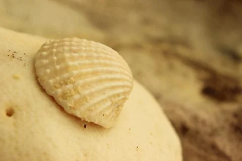 Lonely seashell Stock Photos