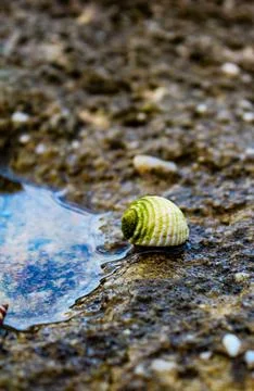Lonely Seashell Reflecting the Sky Foto stock