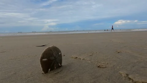 Lonely Seashell Resting on the Sand Stock Footage 301732615