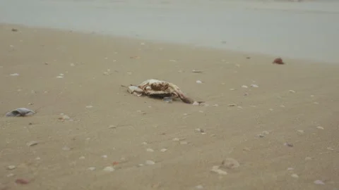 Lonely seashell on sandy beach, minimal natural scene and wildlife concept Stock Footage 320237066