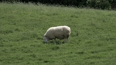 Lonely Sheep on the Meadow Vídeos de archivo 111526892