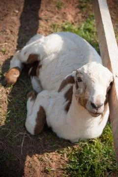 A lonely sheep Stock Photos
