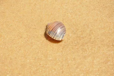 Lonely Shell Resting on the Sand in the Sunlight Foto stock