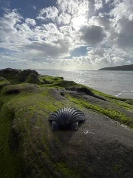 Lonely Shell by the Sea Foto stock