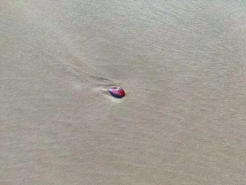 Lonely Shell on Smooth Sand Stock Photos