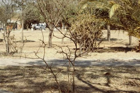 Lonely shrub Stock Photos