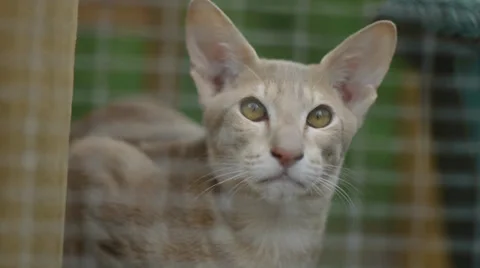 Lonely Siamese cat in cage Stock Footage 37263679