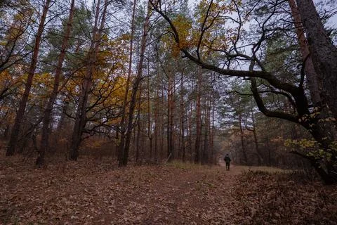 Lonely silhouette on a path in the forest thicket in the autumn forest Foto stock